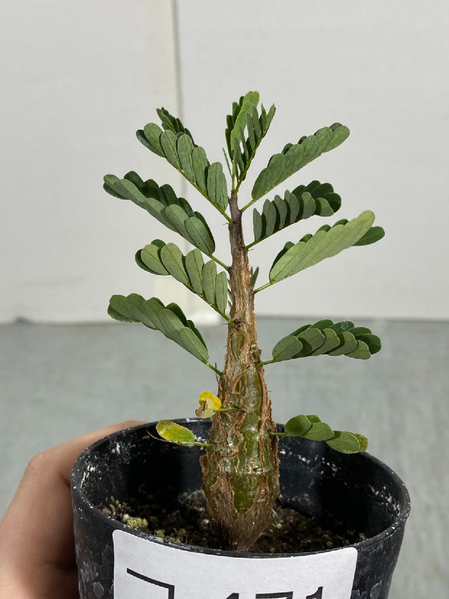 コ471 「実生株」センナ メリディオナリス【種から発芽！・発根・Senna