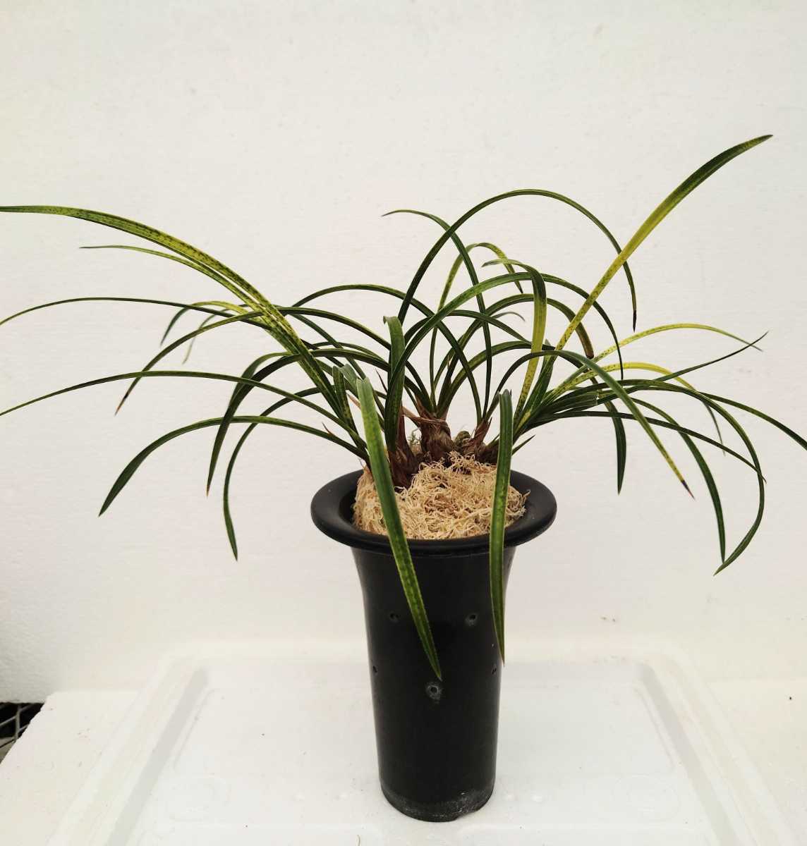 春蘭　寒蘭　東洋蘭　セッコク　長生蘭　　　　　　　日本春蘭蛇皮斑[錦波]