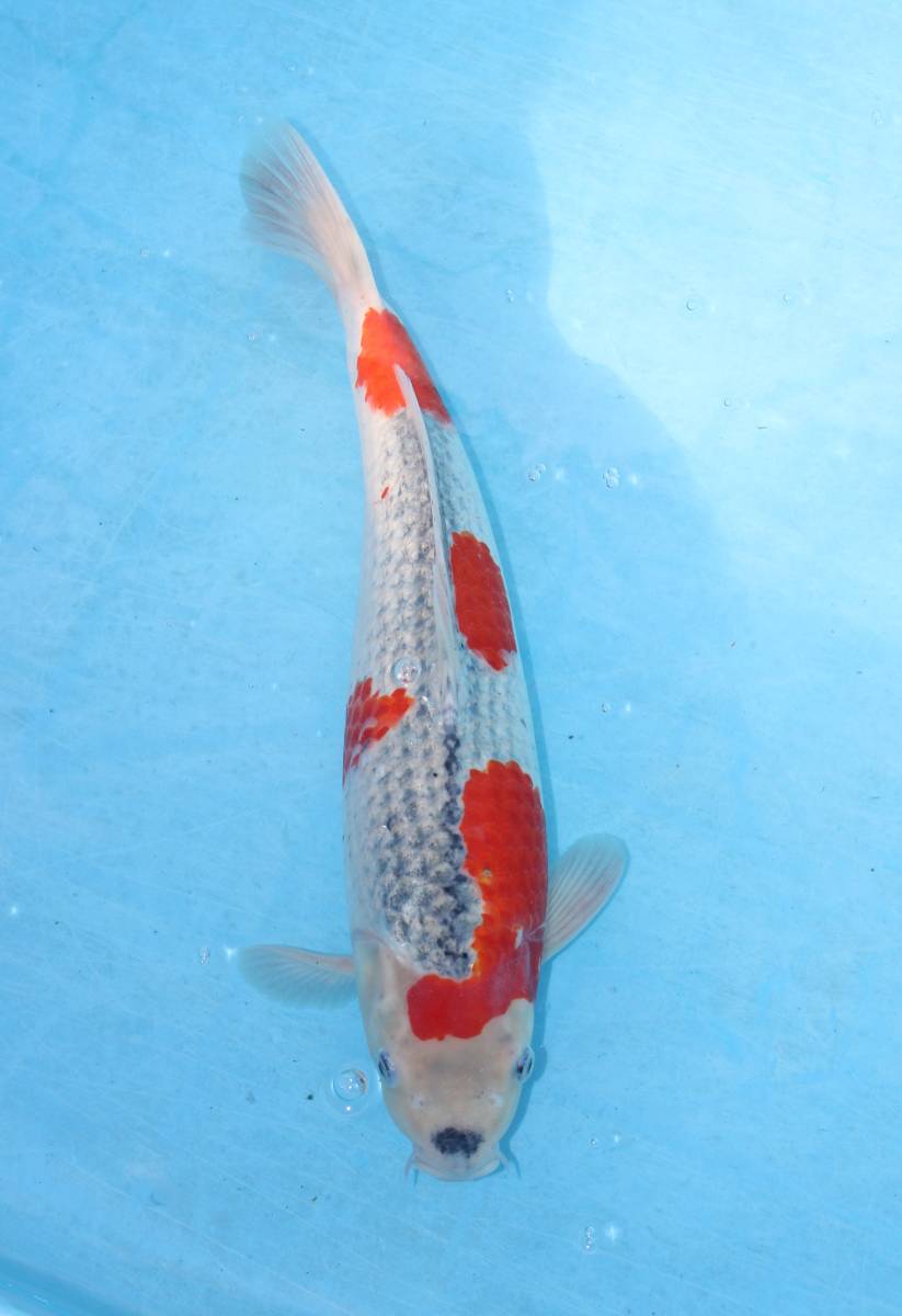 ≡　糸福　≡　五色　２歳　４０ｃｍ　４０ｃｍ未満２匹同梱可能です。