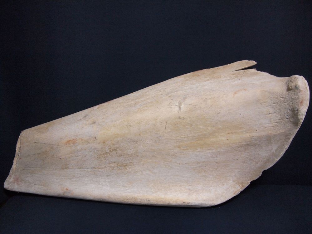 マッコウクジラ 鯨骨 抹香鯨 骨 重さ約10.2kg(検索 ボーンカービング アクセサリー 鯨歯 牙 海獣 彫刻 材料 根付 印材 フィッシュフック マッコウクジラ 鯨骨 大阪湾の\"迷いクジラ\" マッコウ &frasl; Free