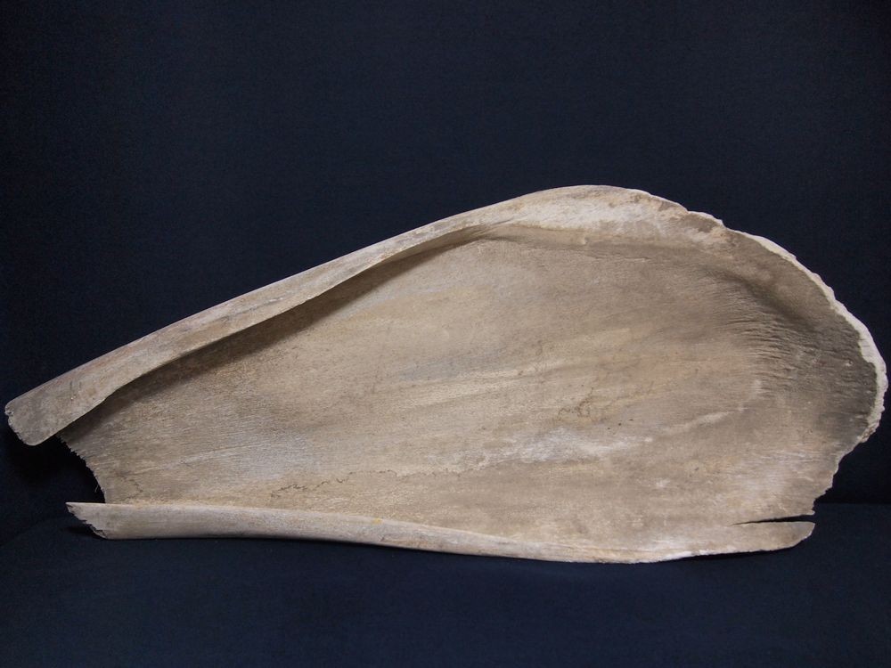 マッコウクジラ 鯨骨 抹香鯨 骨 重さ約10.2kg(検索 ボーンカービング アクセサリー 鯨歯 牙 海獣 彫刻 材料 根付 印材 フィッシュフック マッコウクジラ 鯨骨 大阪湾の\"迷いクジラ\" マッコウ &frasl; Free