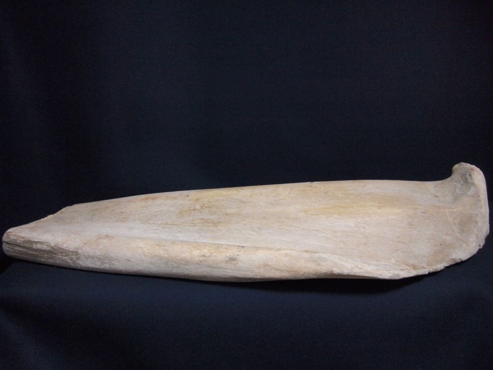 マッコウクジラ 鯨骨 抹香鯨 骨 重さ約10.2kg(検索 ボーンカービング アクセサリー 鯨歯 牙 海獣 彫刻 材料 根付 印材 フィッシュフック マッコウクジラ 鯨骨 大阪湾の\"迷いクジラ\" マッコウ &frasl; Free