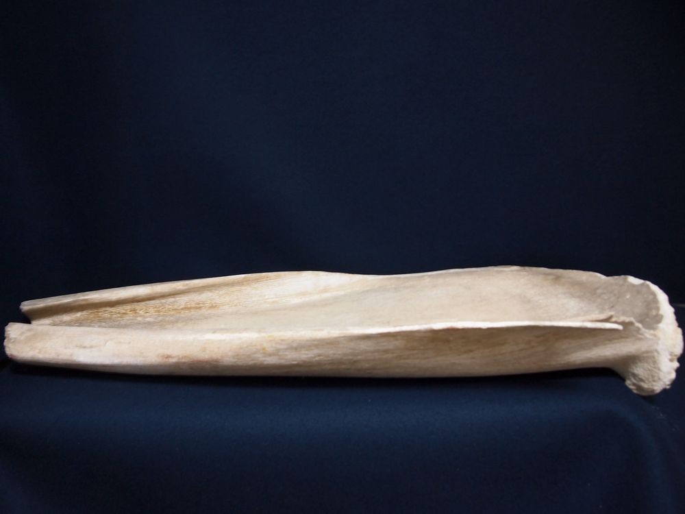 マッコウクジラ 鯨骨 抹香鯨 骨 重さ約10.2kg(検索 ボーンカービング アクセサリー 鯨歯 牙 海獣 彫刻 材料 根付 印材 フィッシュフック マッコウクジラ 鯨骨 大阪湾の\"迷いクジラ\" マッコウ &frasl; Free