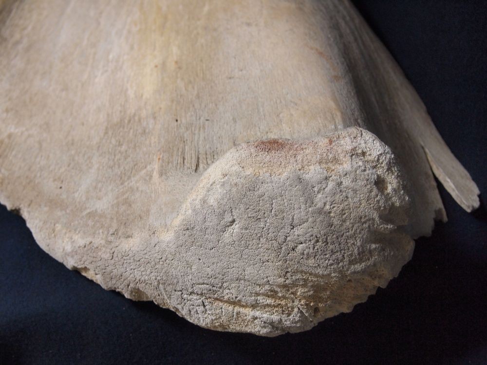 マッコウクジラ 鯨骨 抹香鯨 骨 重さ約10.2kg(検索 ボーンカービング アクセサリー 鯨歯 牙 海獣 彫刻 材料 根付 印材 フィッシュフック マッコウクジラ 鯨骨 大阪湾の\"迷いクジラ\" マッコウ &frasl; Free