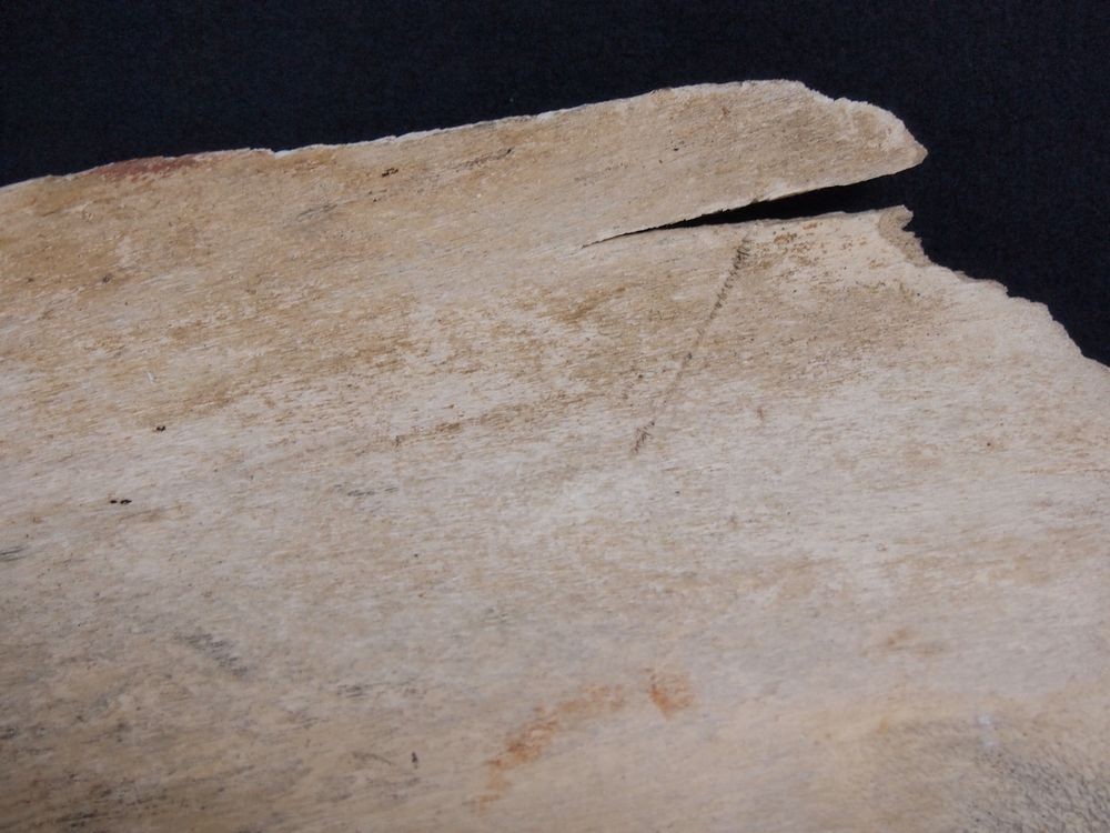 マッコウクジラ 鯨骨 抹香鯨 骨 重さ約10.2kg(検索 ボーンカービング アクセサリー 鯨歯 牙 海獣 彫刻 材料 根付 印材 フィッシュフック マッコウクジラ 鯨骨 大阪湾の\"迷いクジラ\" マッコウ &frasl; Free