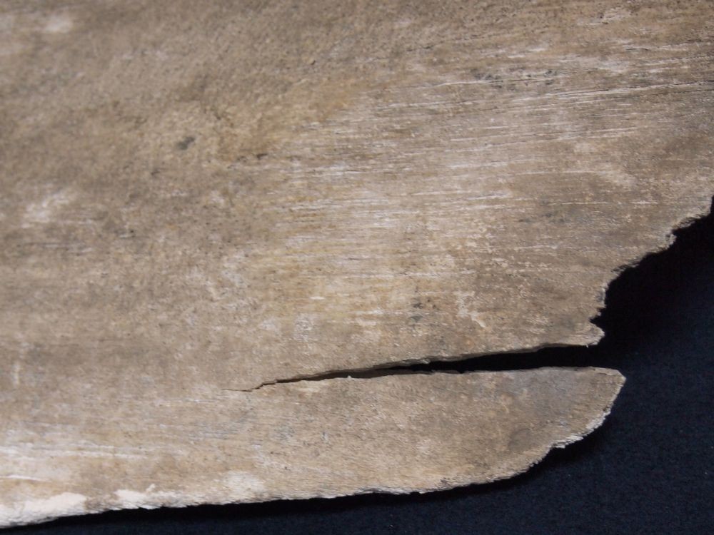 マッコウクジラ 鯨骨 抹香鯨 骨 重さ約10.2kg(検索 ボーンカービング アクセサリー 鯨歯 牙 海獣 彫刻 材料 根付 印材 フィッシュフック マッコウクジラ 鯨骨 大阪湾の\"迷いクジラ\" マッコウ &frasl; Free