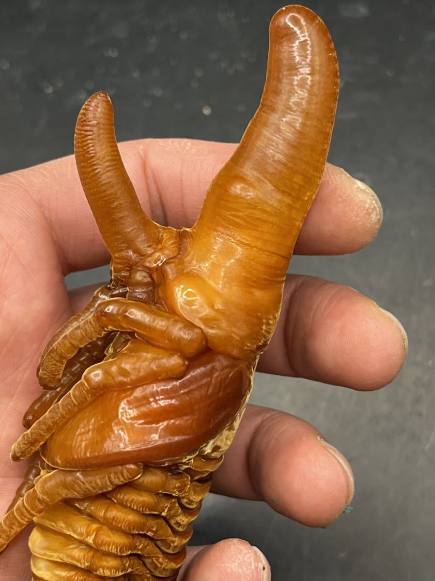 【即ブリ可】極太極短血統 ＤＨヘラクレス BULL メテオ　メス　♀単品　①