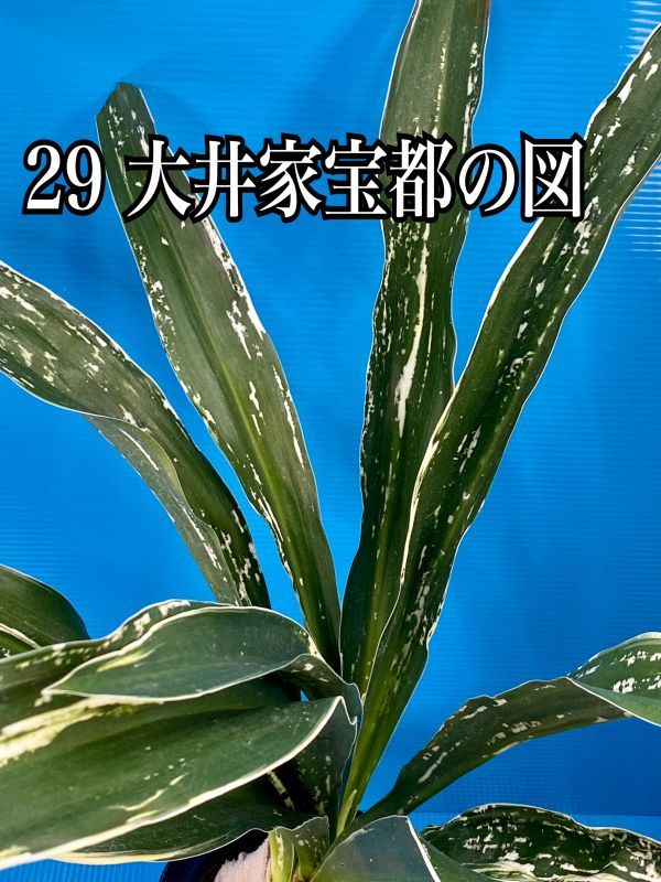 29 おもと オモト 万年青 ☆ 大井家宝都の図 親木 ☆ 盆栽 観葉植物