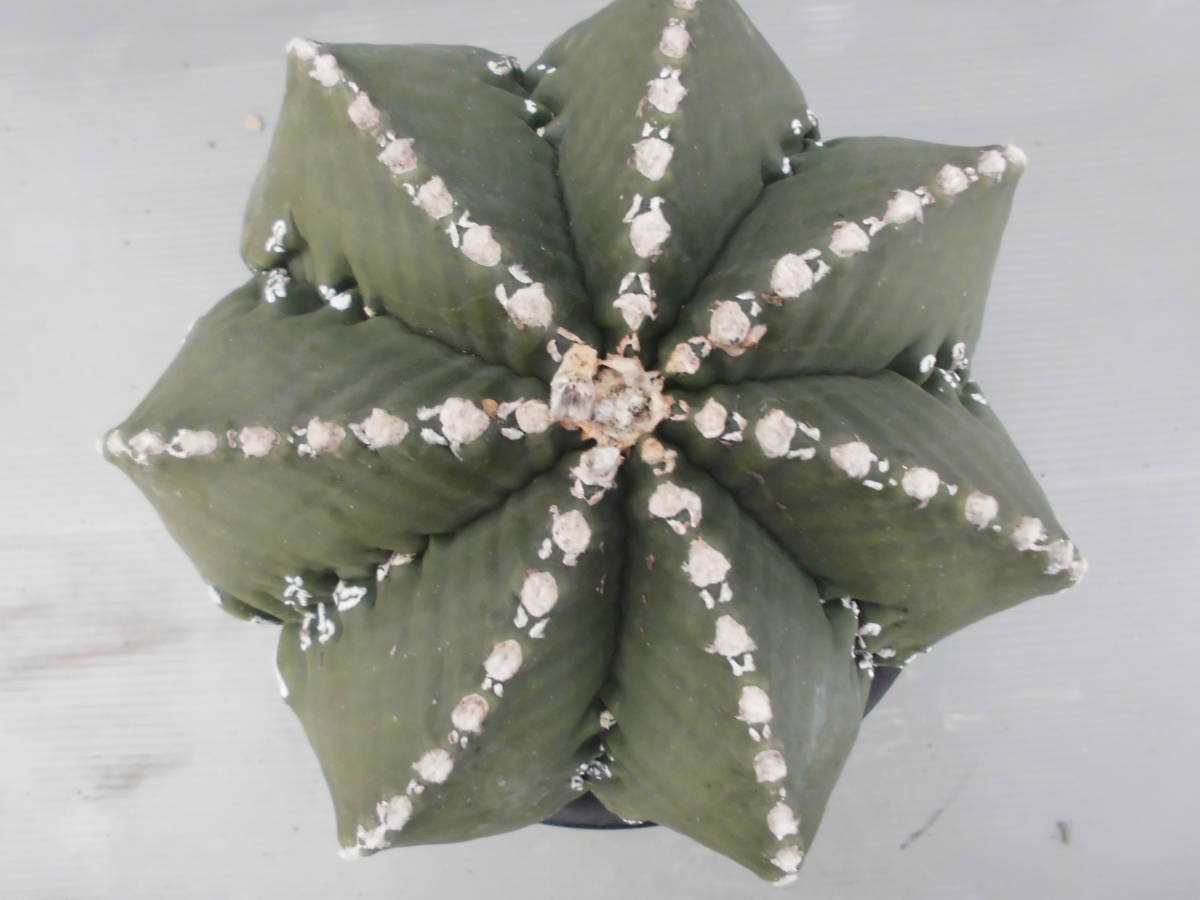 サボテン☆28：ヘキラン