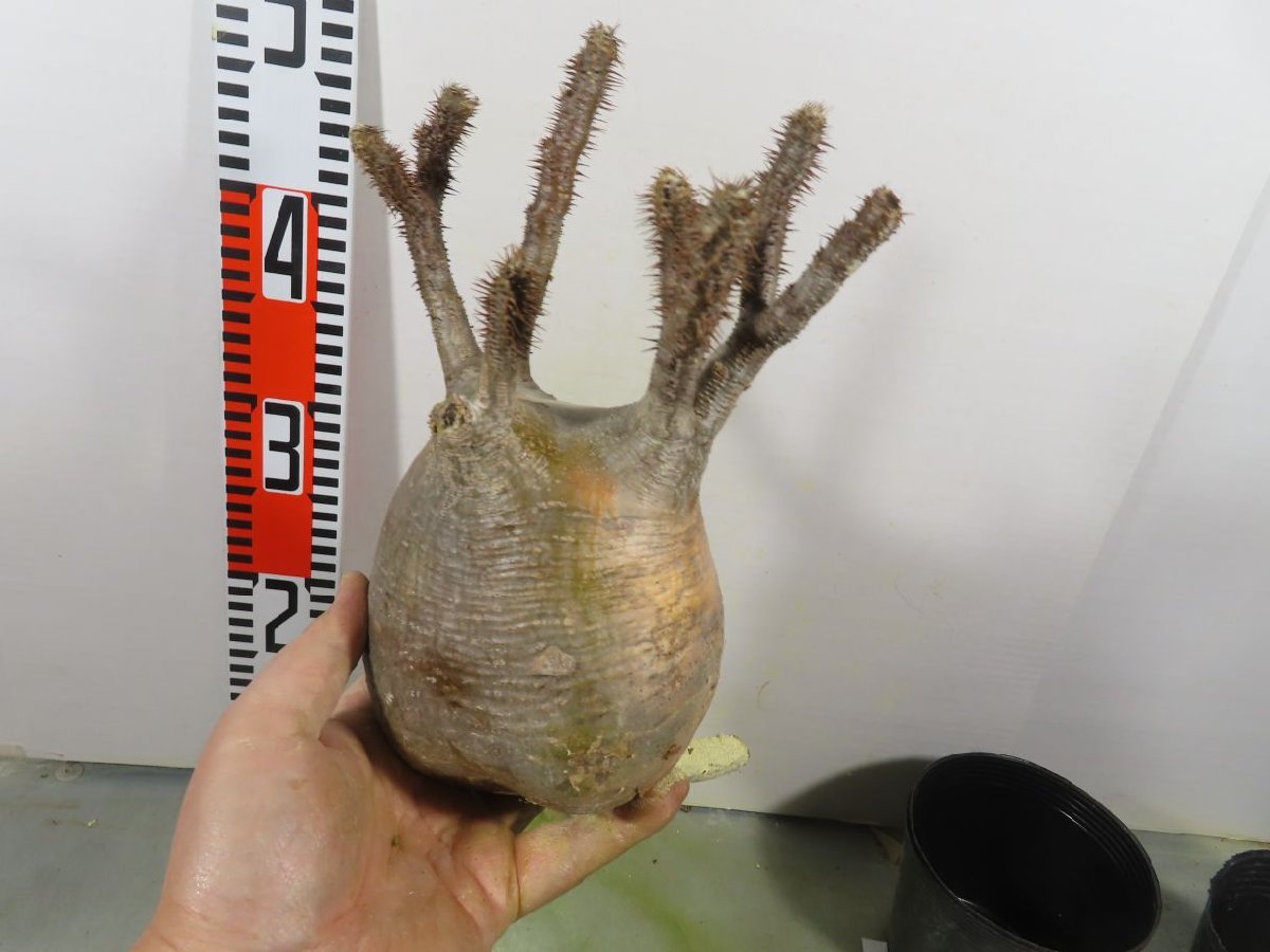 セ158 「現地株」パキポディウム グラキリス ML 抜き苗【/最新到着・マダガスカル・gracilius・根切り画像要確認】