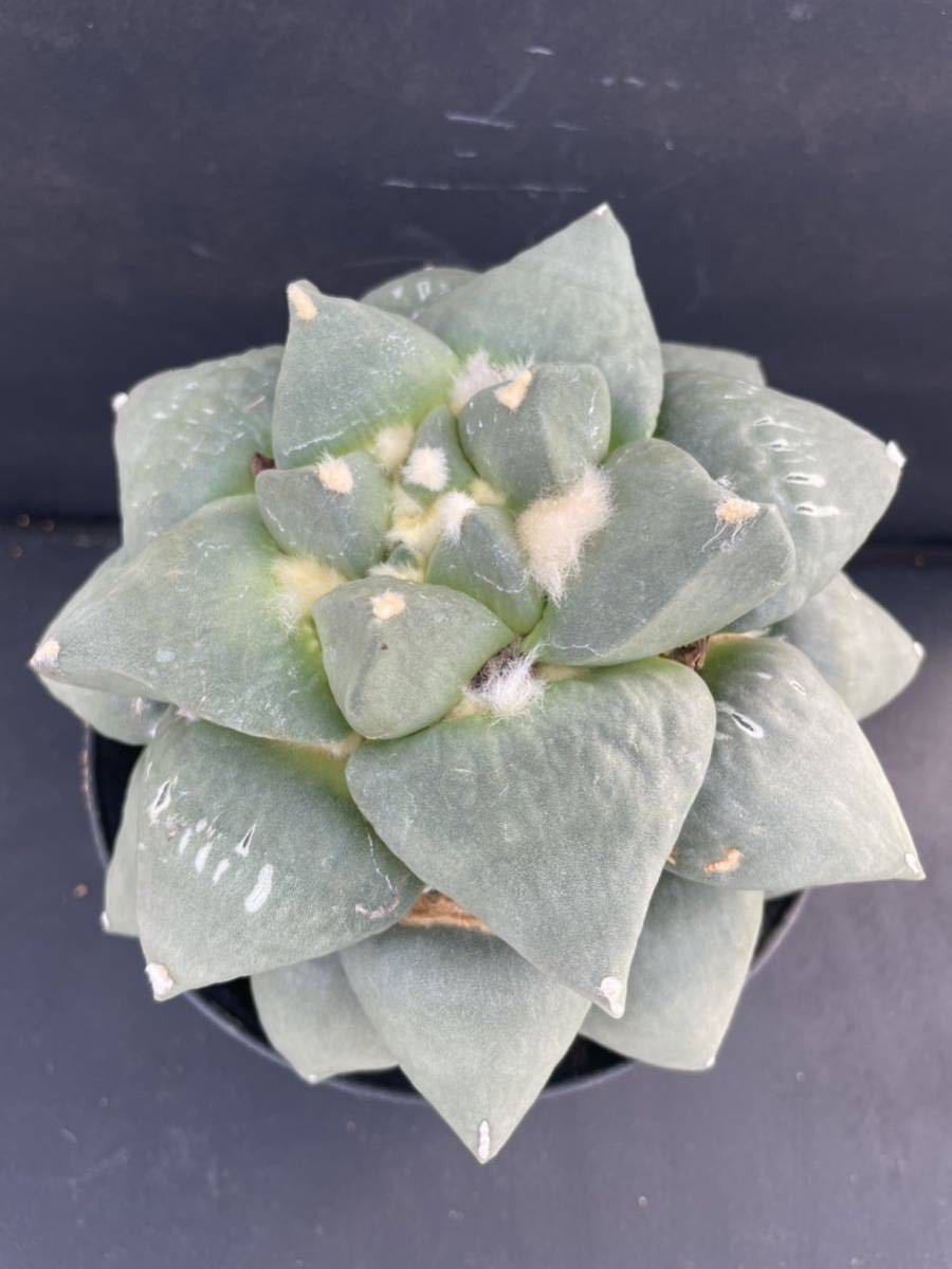 3 サボテン 花牡丹 牡丹（接ぎおろし・自根・抜き苗発送）