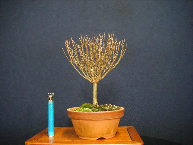 欅（けやき） - おしゃれなミニ盆栽「ちょこぼん」通販サイト 小品盆栽