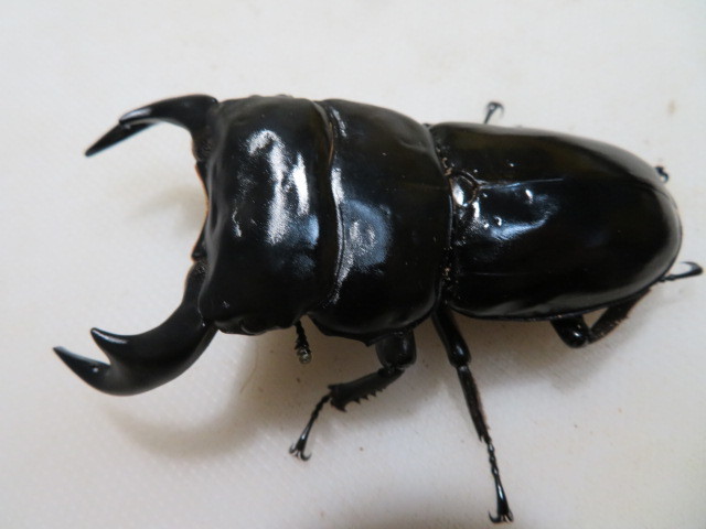 h1082535110.3