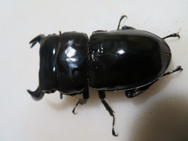 h1082535110.5