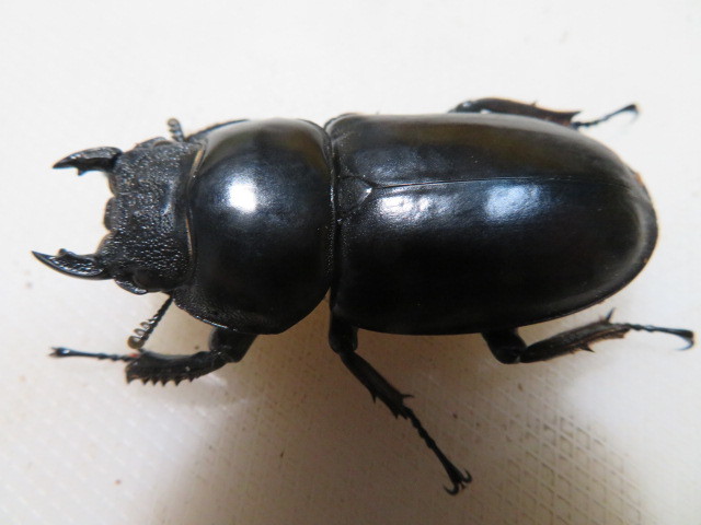 h1082535110.6