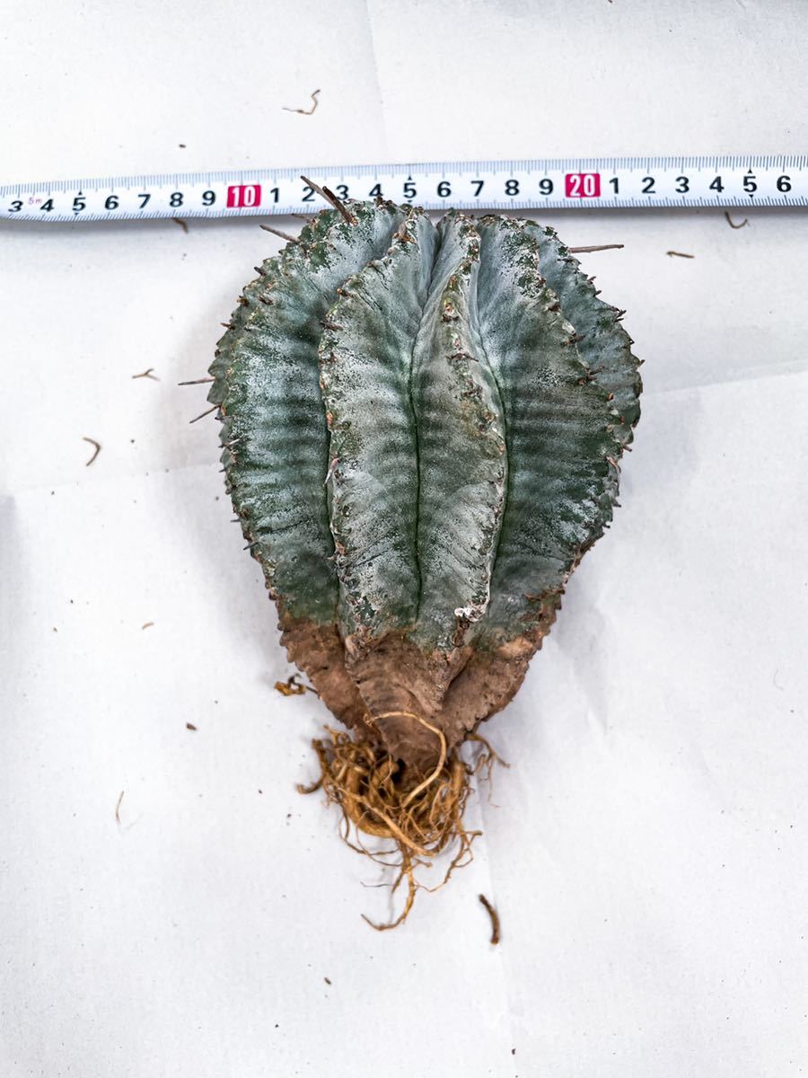 8 特大株 Euphorbia horrida ユーフォルビアホリダ 白衣ホリダ 特白 ( サボテン 多肉植物 塊根植物 コーデックス パキポディウム アガベ