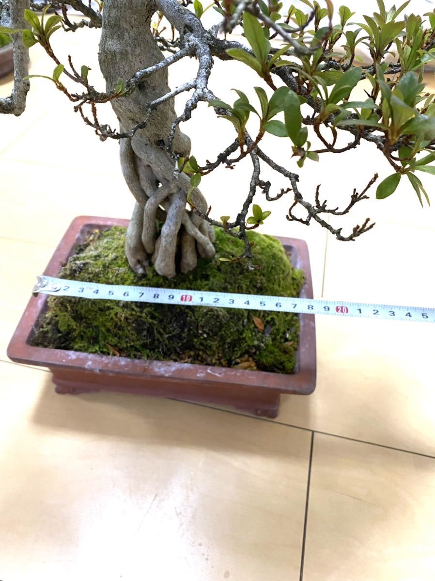 さつき盆栽 【大雪山】青い鉢 中型 皐月盆栽 さつき盆栽 【大雪山】青い鉢 中型 皐月盆栽 さつき盆栽 【大雪山