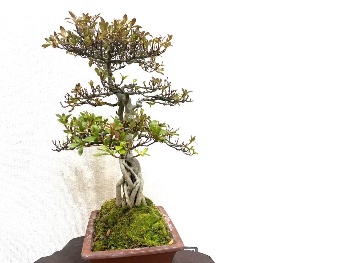 観葉植物 皐月 さつき 盆栽 5号陶器鉢つき ⑧