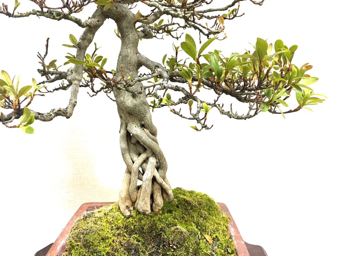 さつき盆栽 大雪山青い鉢 中型 皐月盆栽 さつき盆栽 大雪山