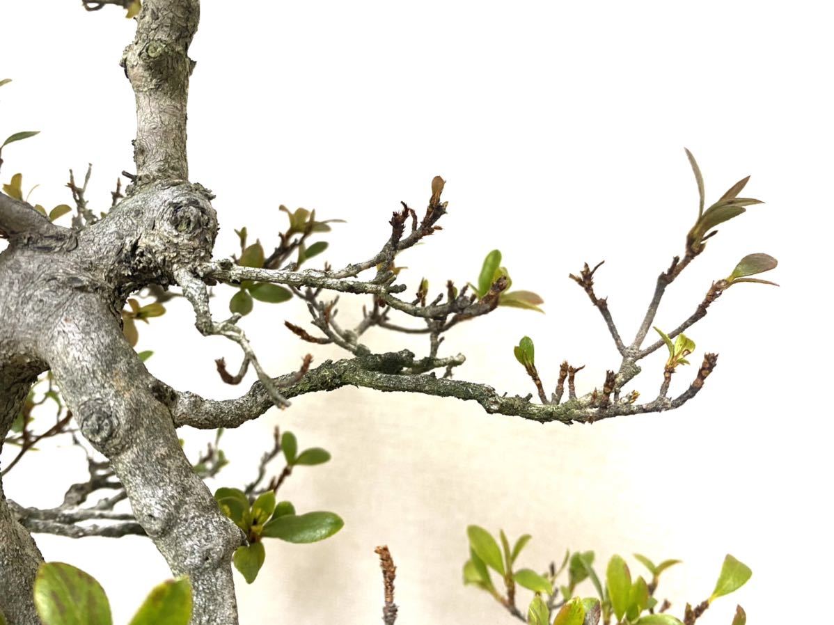 さつき盆栽 【大雪山】青い鉢 中型 皐月盆栽 さつき盆栽 【大雪山】青い鉢 中型 皐月盆栽 さつき盆栽 【大雪山