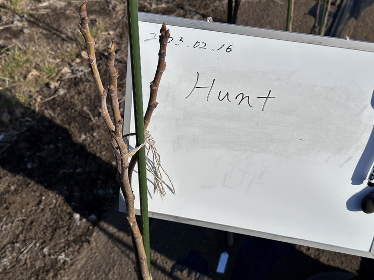 2-13 Hunt イチジク(無花果) 穂木 2本 - 宮菜園-無花果 【公式通販】