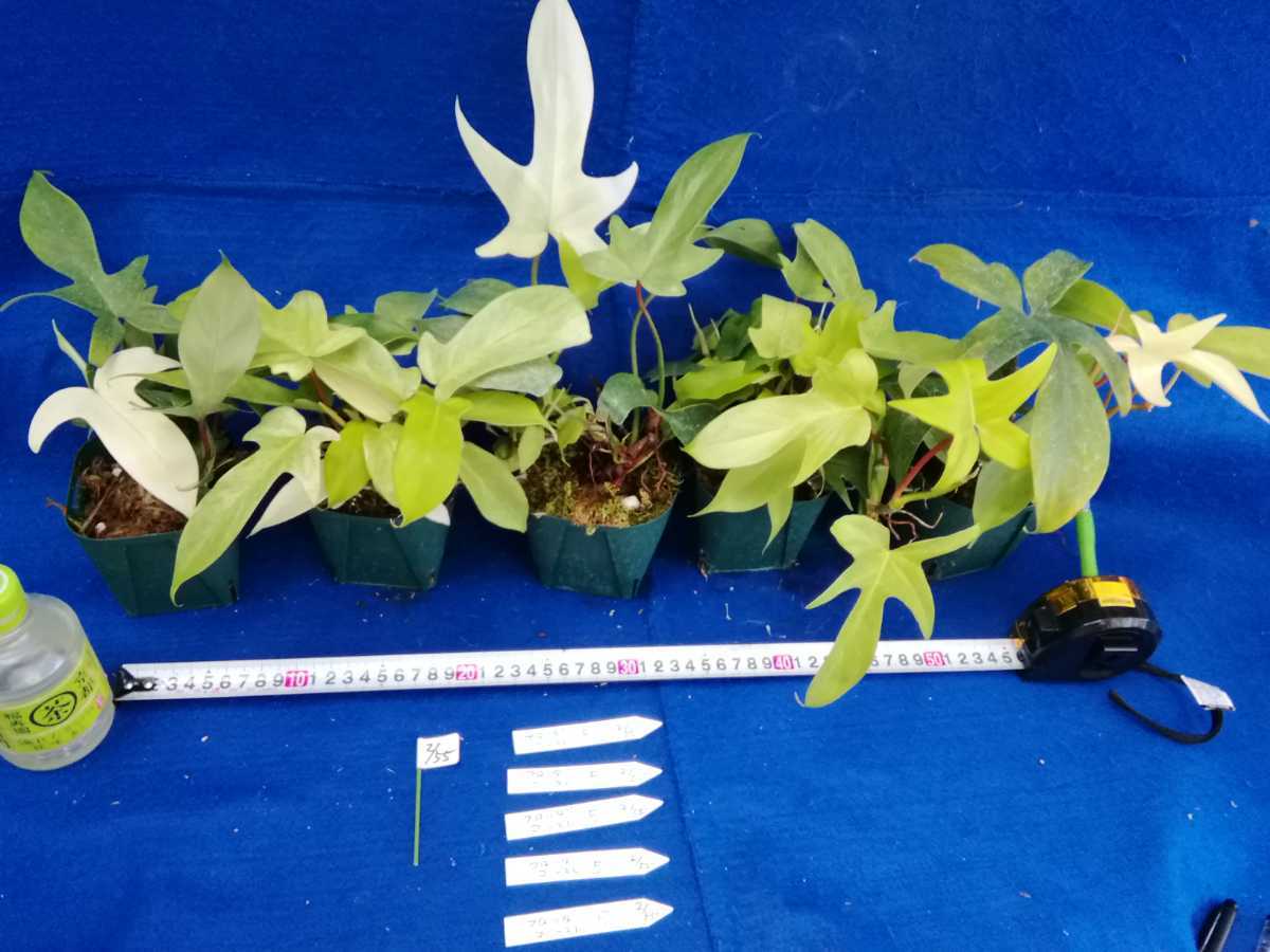 NO.0255　山野草　斑入り　古典　フィロデンドロン　フロリダゴースト　5ヶセット　山野草 　Phirodendron Florida 　観葉植物　