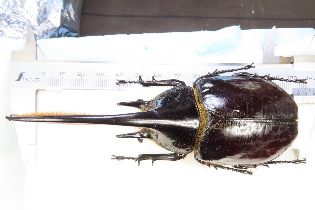 良型・大型 ネプチュ−ン♂野外標本 【公式通販】