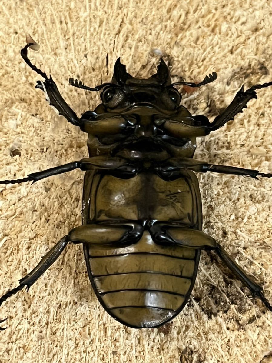 AMS 29 Liliana 画像18190 動画3 4枚（AMS 29 Liliana 画像18190 動画3 4枚｜複数被写体）