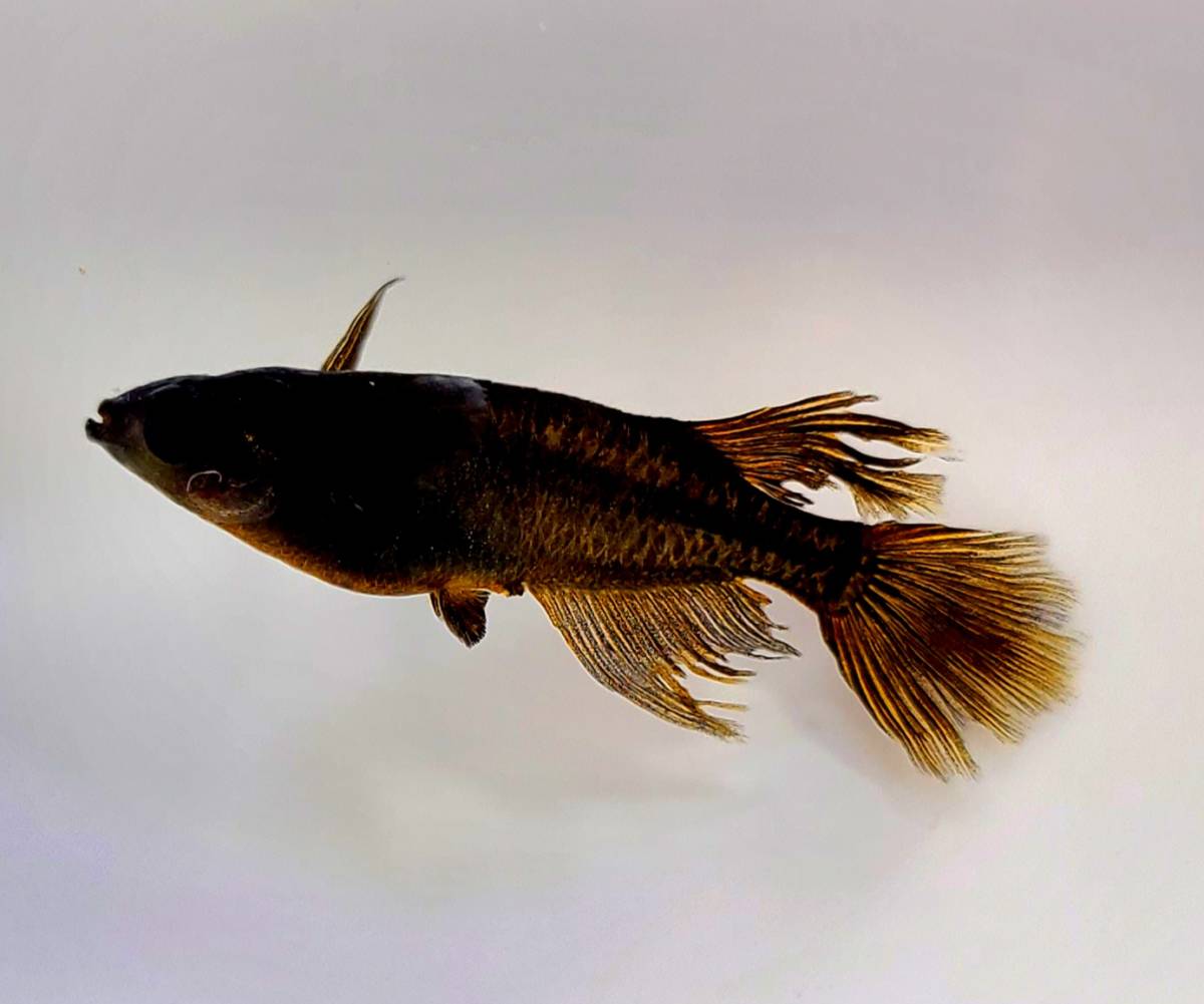 【舞風めだか様直系！】【次回出品未定クラス！】　【妲己】　オス2匹メス2匹(2ペア)　【超極上体型！産卵中！】44