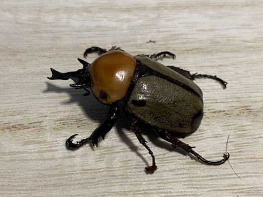 ヨツボシヒナカブト　成虫♂単品　即ブリ A-_1