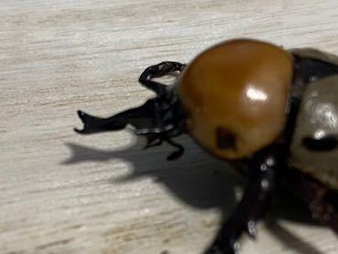 ヨツボシヒナカブト　成虫♂単品　即ブリ A-_2