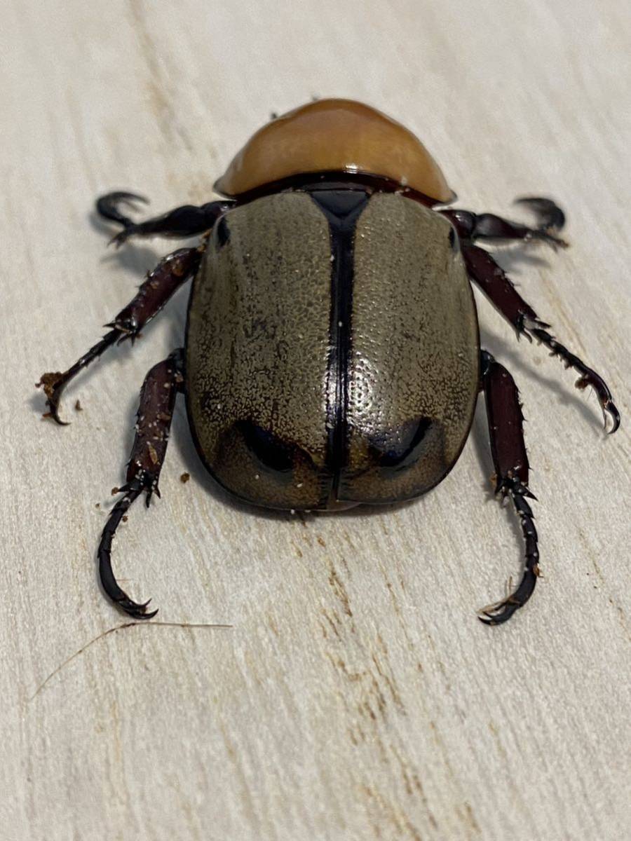 ヨツボシヒナカブト　成虫♂単品　即ブリ A-_3