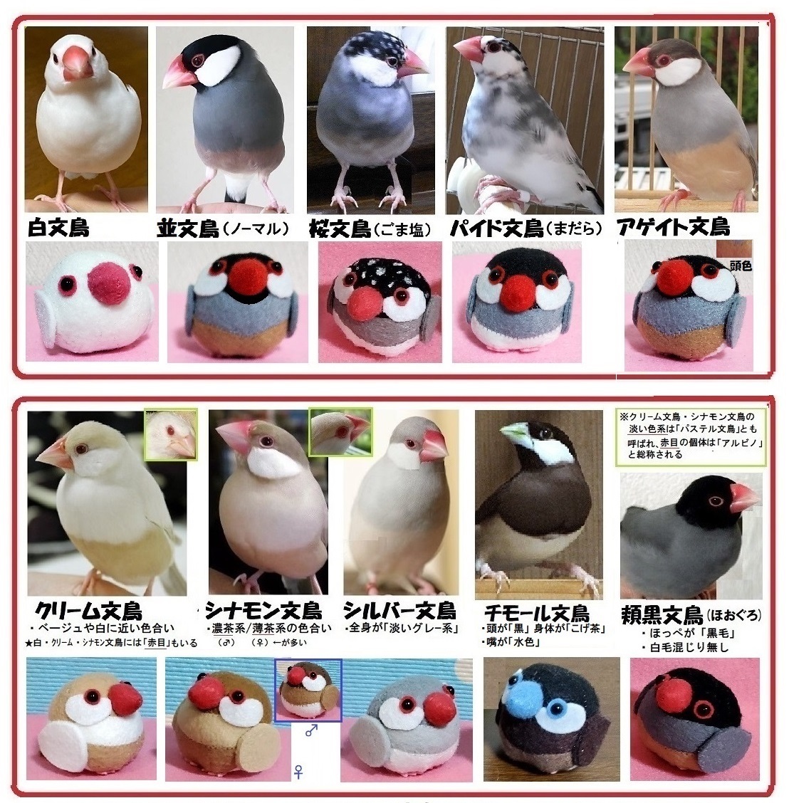 フェルト 小鳥 文鳥『白文鳥・桜文鳥・シナモン文鳥・クリーム文鳥／3