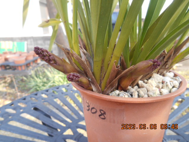 キンリョウヘン 　花茎外側５本内側２本＝７本　株分け可能＜308＞_1