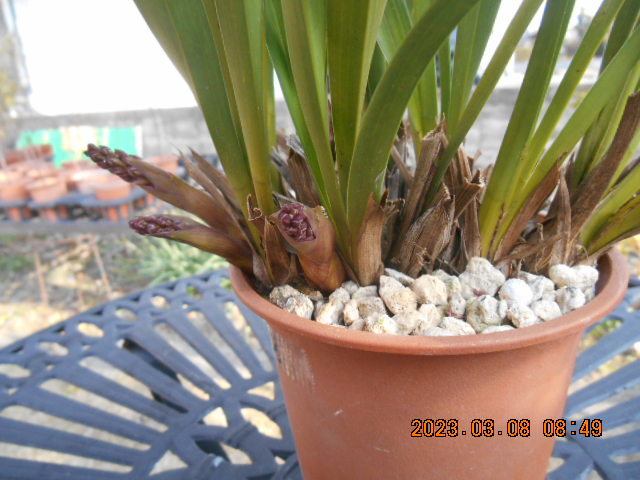 キンリョウヘン 　花茎外側５本内側２本＝７本　株分け可能＜308＞_2