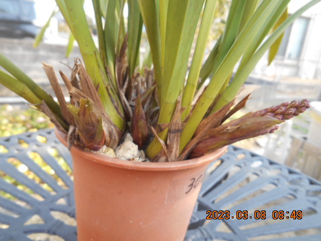 キンリョウヘン 　花茎外側５本内側２本＝７本　株分け可能＜308＞_3