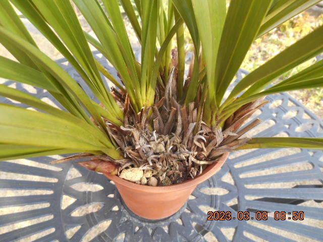 キンリョウヘン 　花茎外側５本内側２本＝７本　株分け可能＜308＞_5