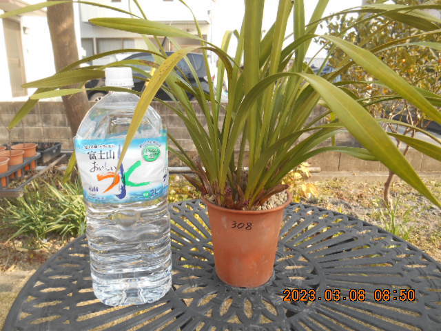 キンリョウヘン 　花茎外側５本内側２本＝７本　株分け可能＜308＞_6