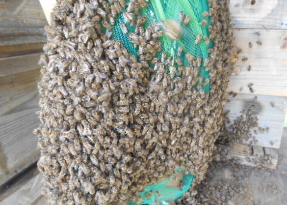 キンリョウヘン 　花茎外側５本内側２本＝７本　株分け可能＜308＞_8