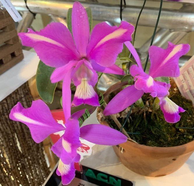 C. nobilior labeloide 'Tangara' MC ラスト１ 洋蘭 原種