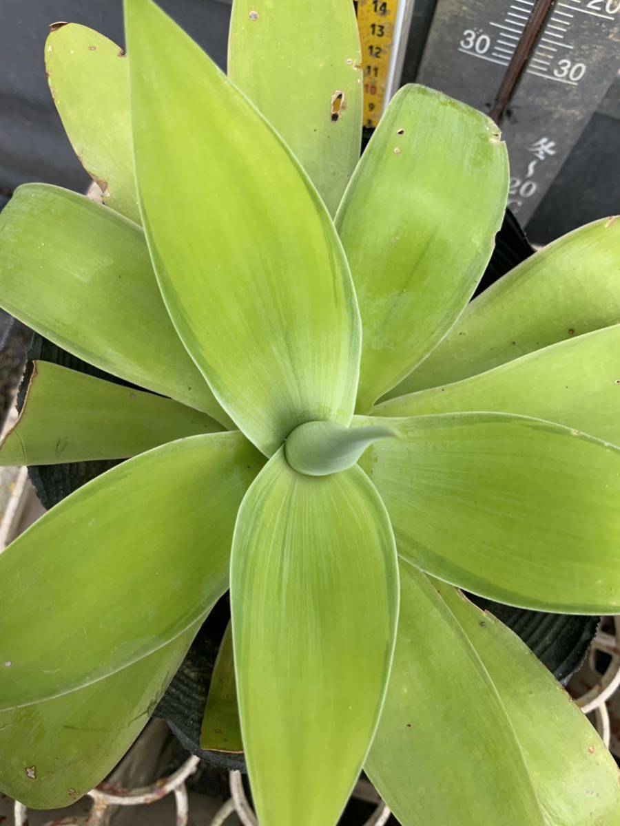 アガベ　アテヌアタ　カズラストライプ　斑入り