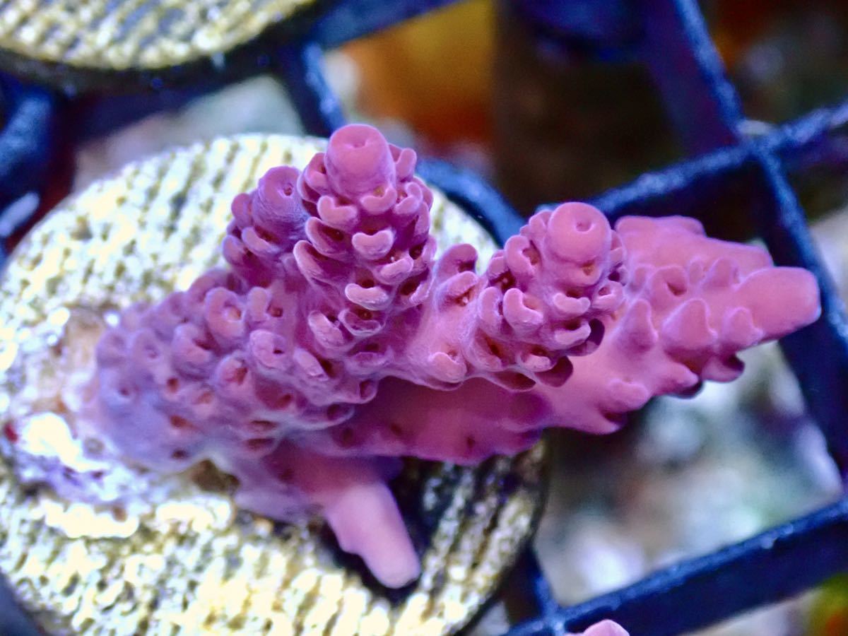 UCA Acropora PurpleRed Fuego】色揚げ個体 Urtra Coral Australia 