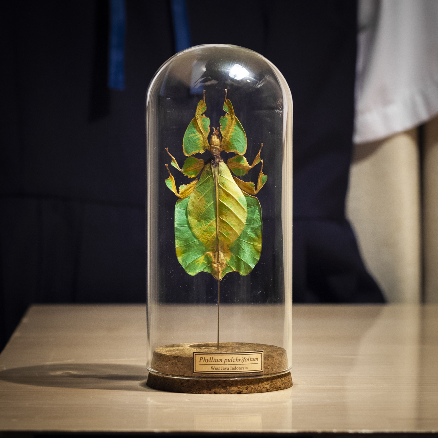 【ガラスドーム標本】No.07 コノハムシ 【Wunderkammer】From Finch