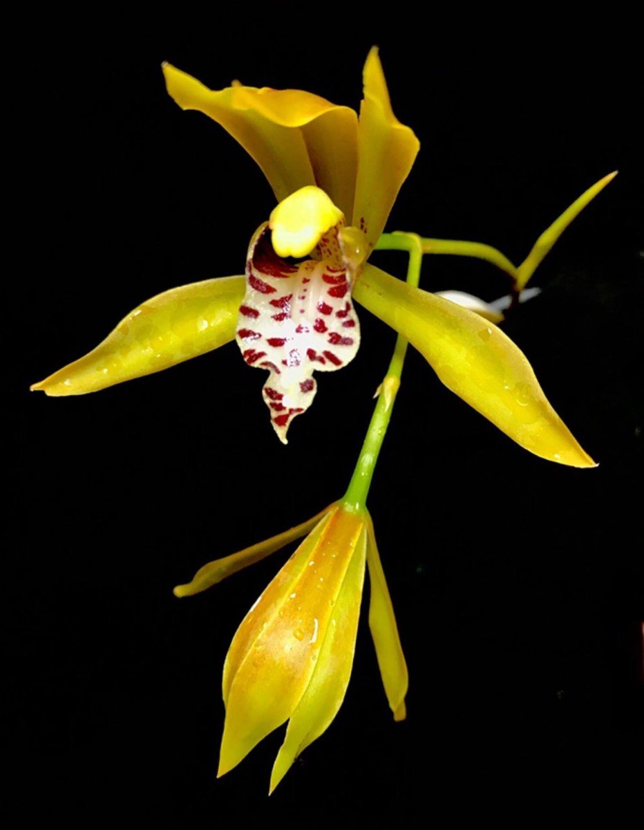 【洋蘭原種】Cym.tigrinum (sib) 開花株