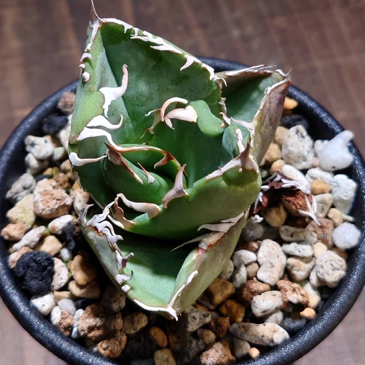 Agave titanota cok cg01 追星 子株 【公式通販】