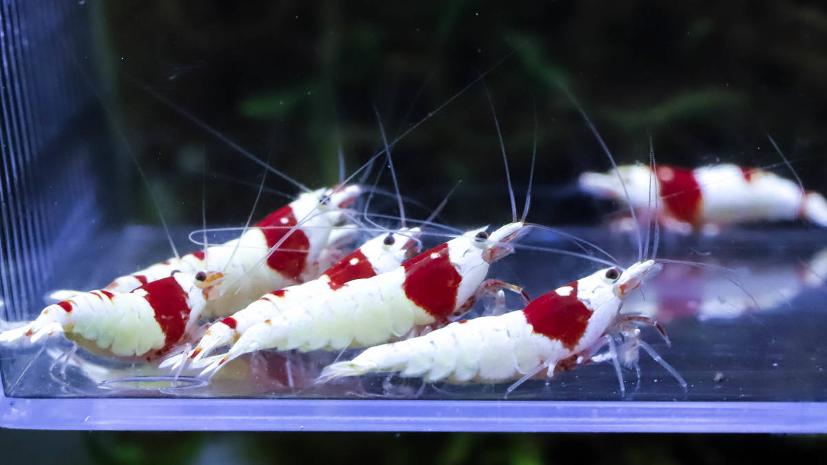 ☆花海老☆レッドビーシュリンプ将来有望なバキバキ１１匹