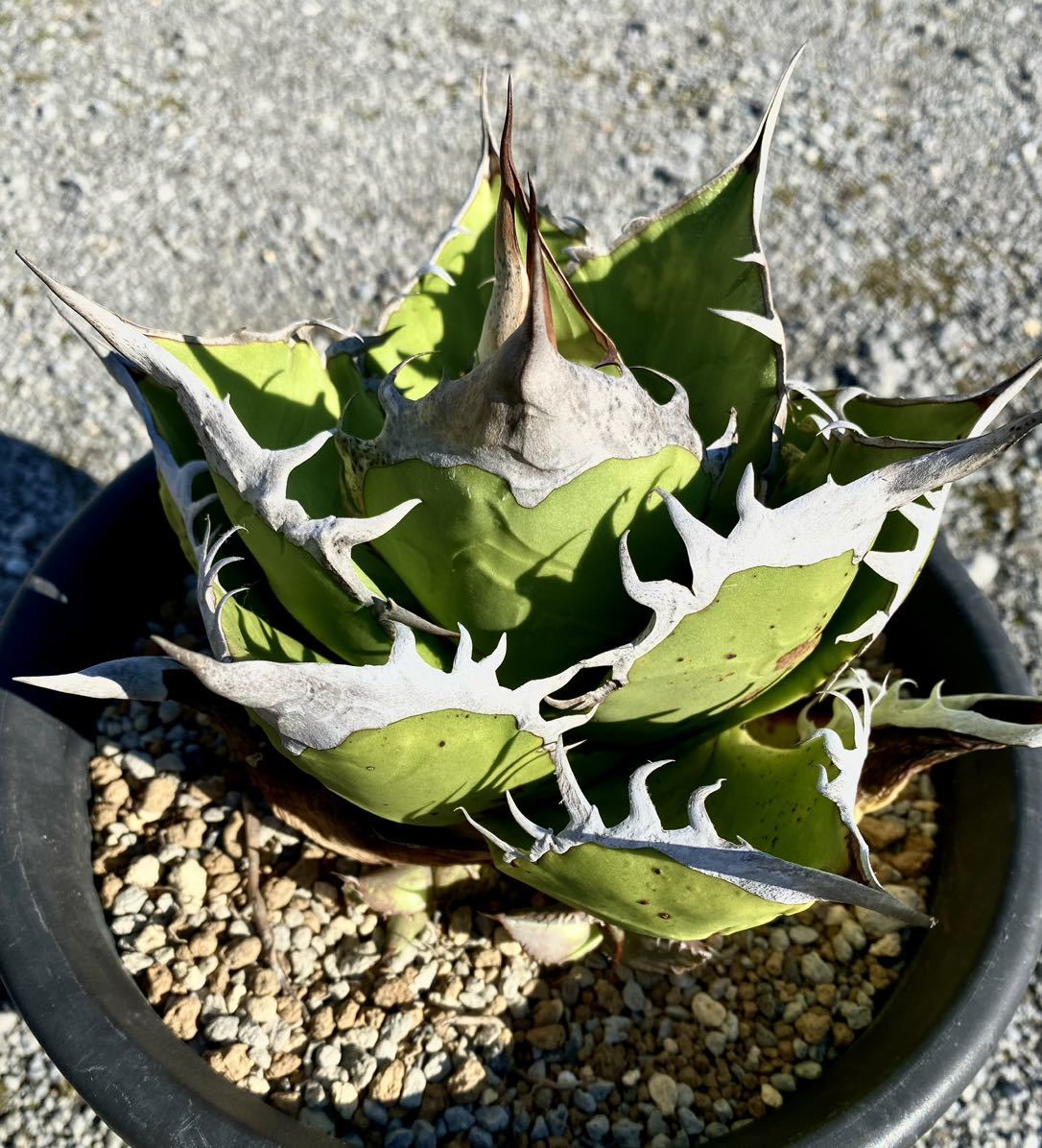 アガベ チタノタ fo-076 （oteroi） 選抜子株 agave titanota オテロイ