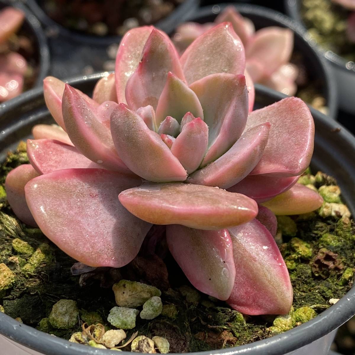 10株入り 多肉植物 エケベリア交雑新品種虹の錦 土と鉢付きで発送 サボテン 観葉植物 花 園芸 超美苗601