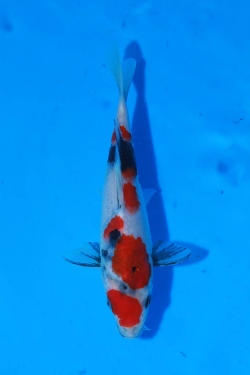 昭和三色　品評会にも　◆泳ぐ宝石錦鯉TV◆