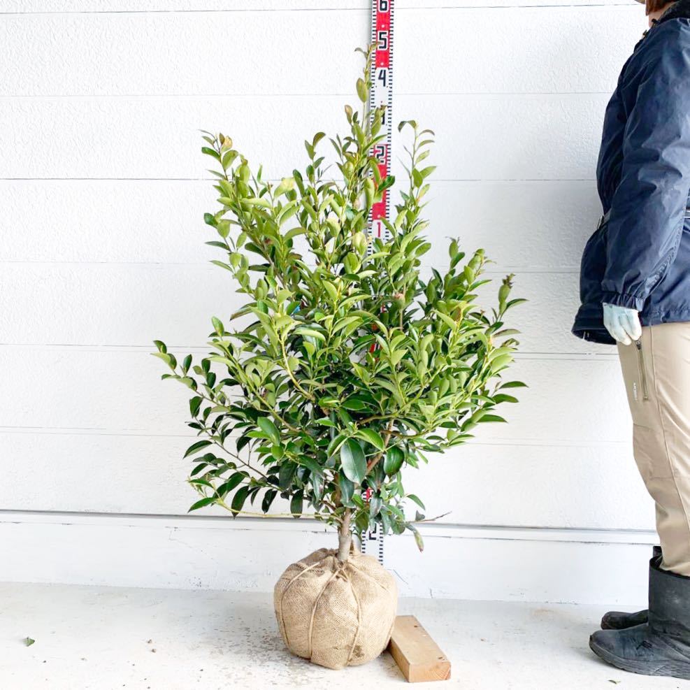 榊　サカキ　約120cm 【苗木/植木/庭木/生垣/生け垣/神棚/シンボルツリー/常緑樹/ホンサカキ/本榊】201053